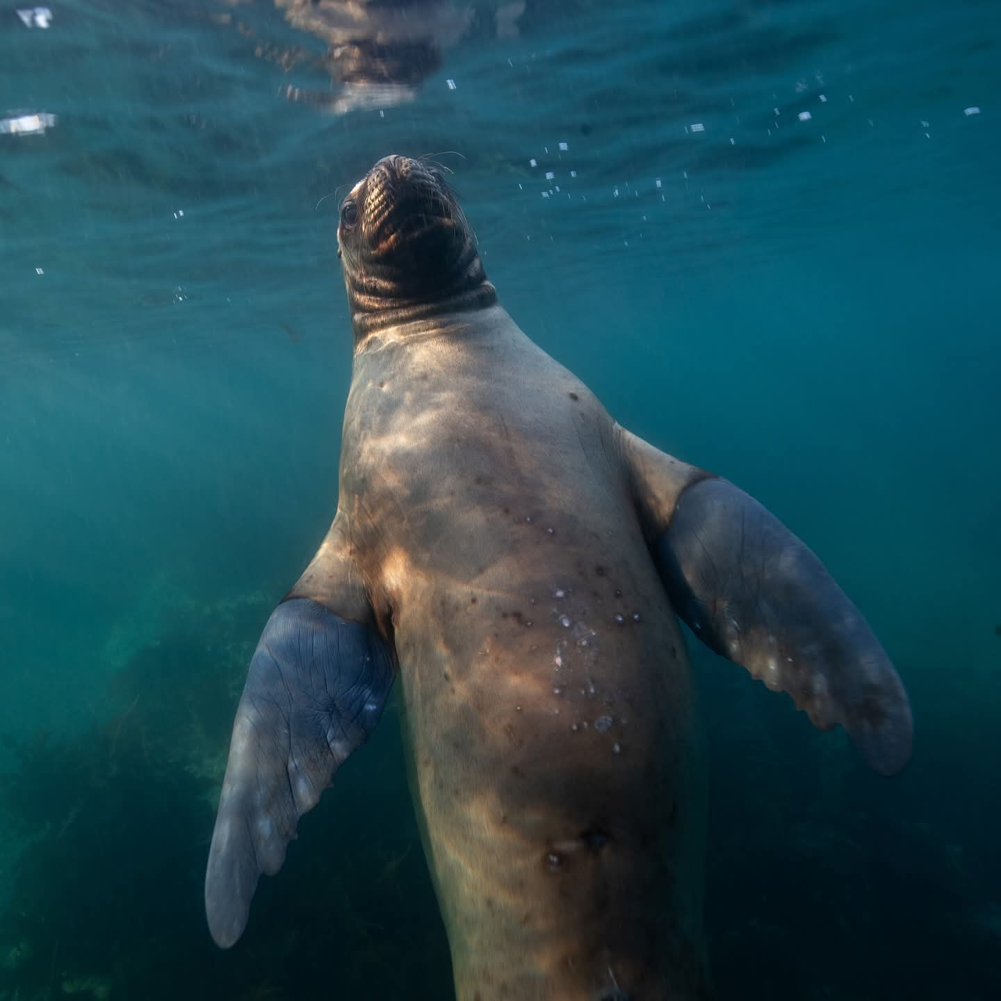 Lobo marino nadando bajo el agua en la costa de Puerto Madryn