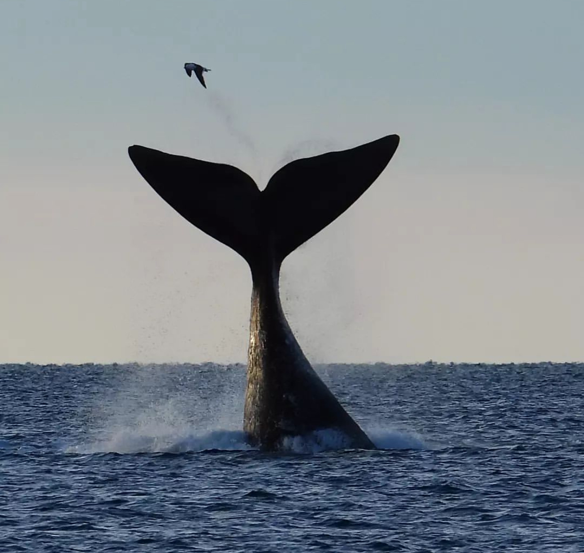Cola de una Ballena Franca Austral frente a la costa de Península Valdés